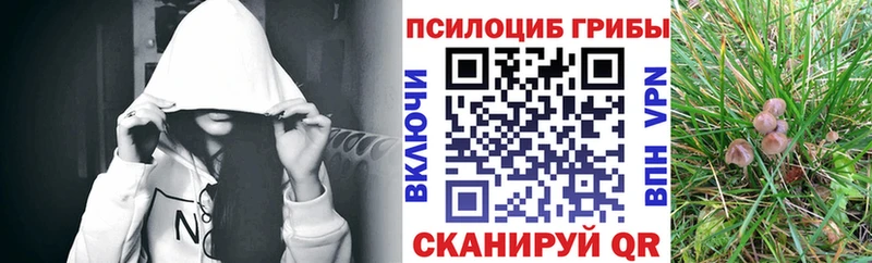 Купить  Ржев  Псилоцибиновые грибы Psilocybine cubensis 